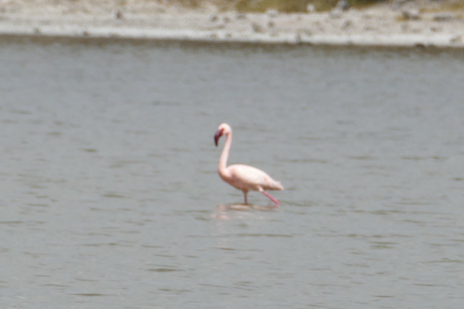 Vogelwelt und Feuchtgebiete