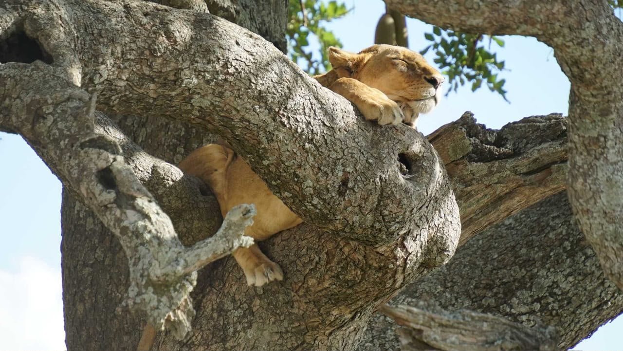 Weite Wildnis des Nyerere-Nationalparks