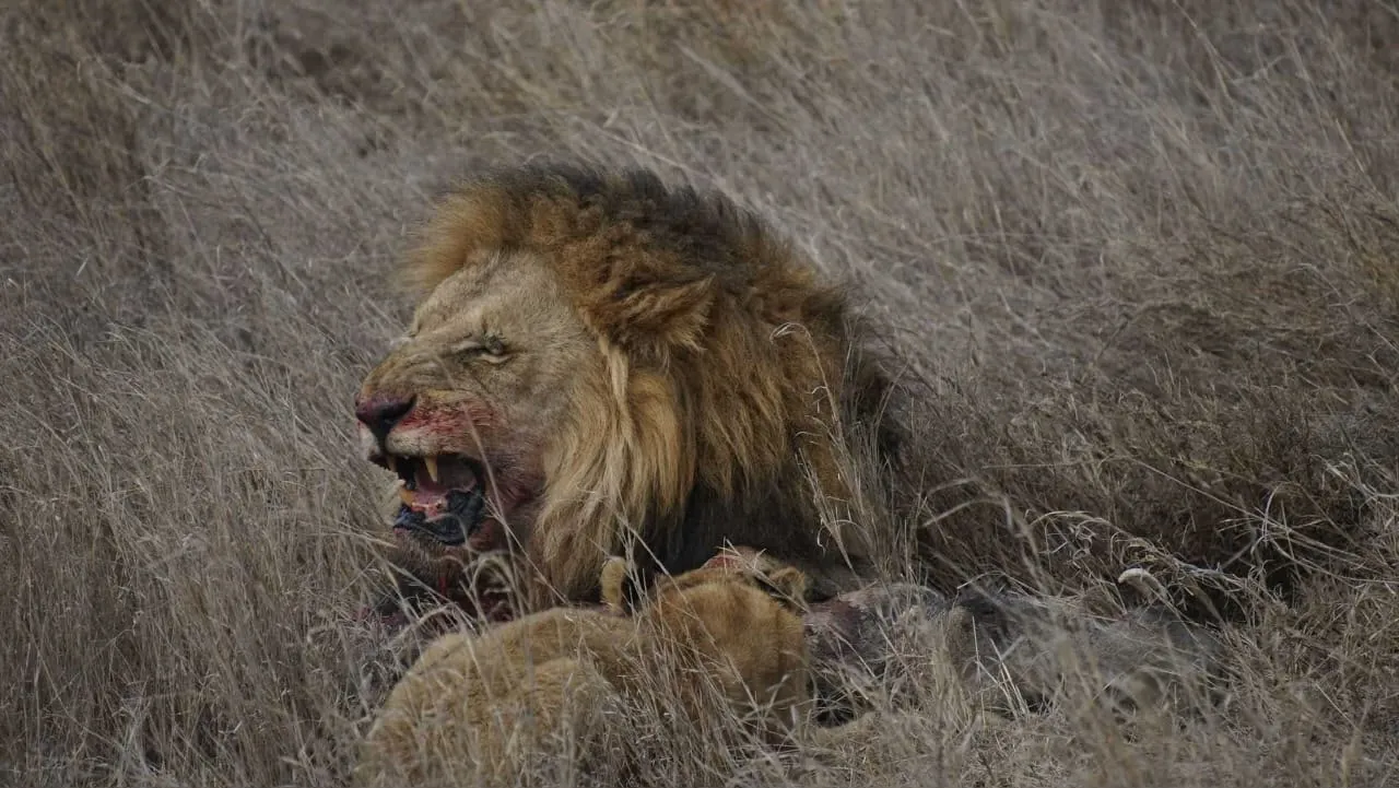 Serengeti-Nationalpark