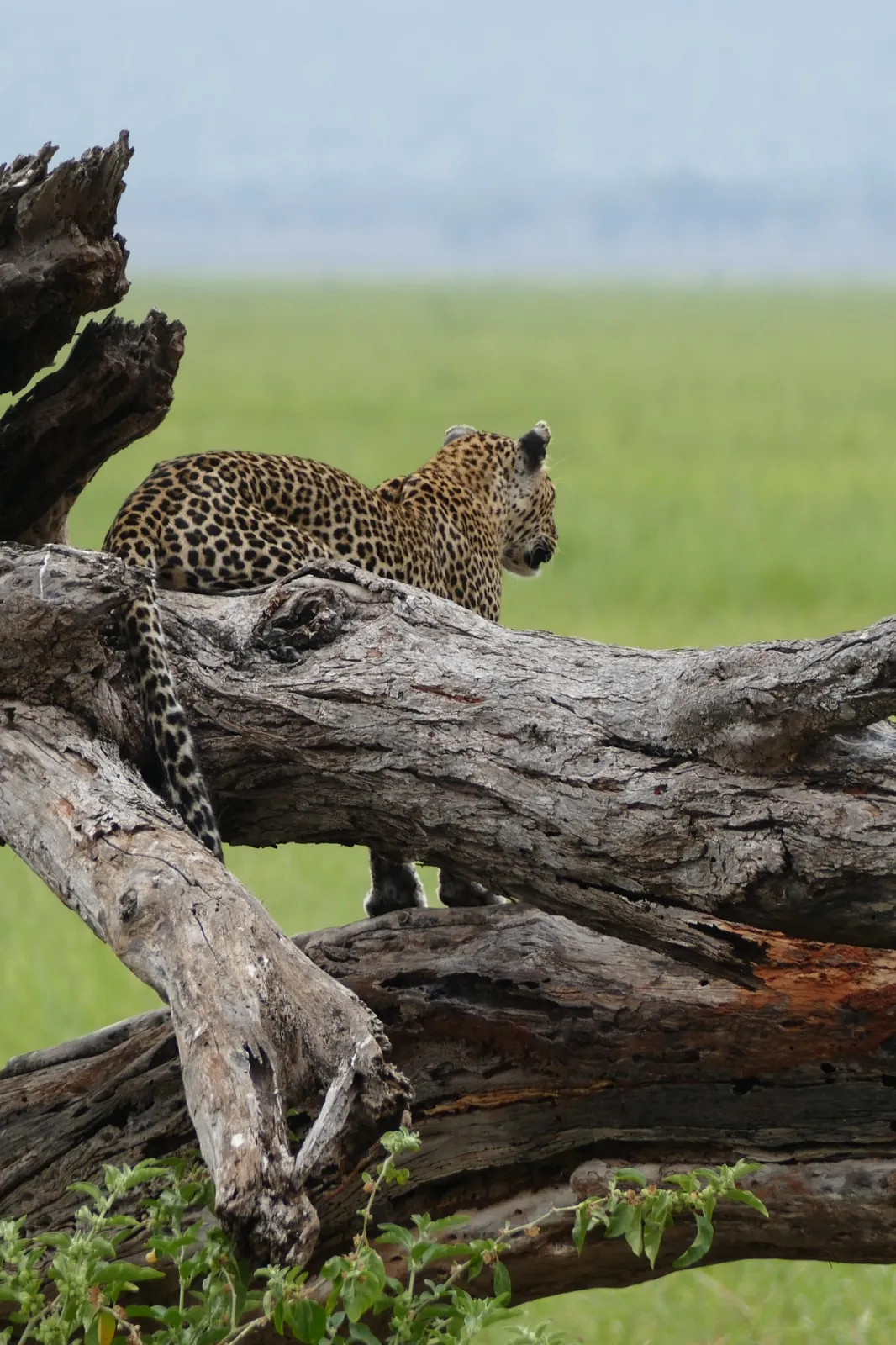 Serengeti-Nationalpark
