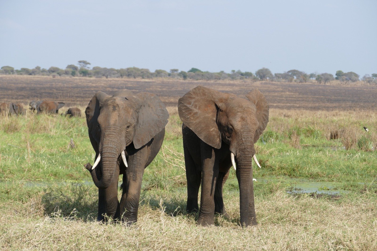 1-Tages-Safari im Mikumi-Nationalpark