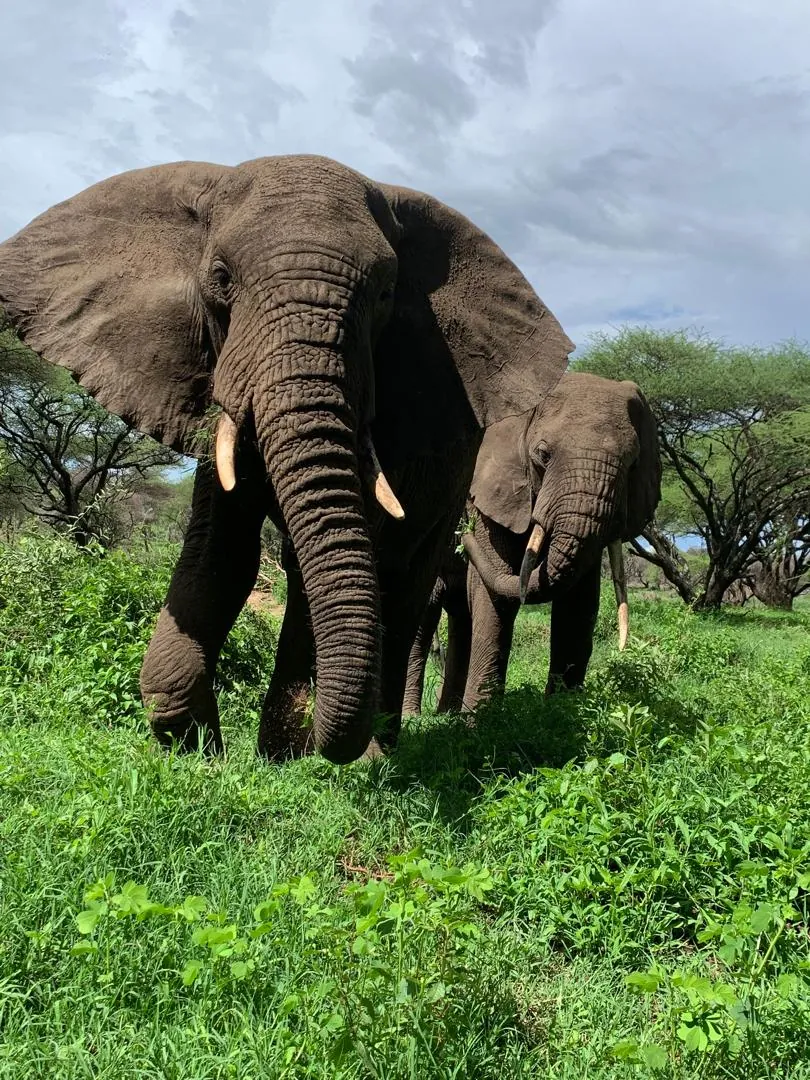 Tarangire-Nationalpark