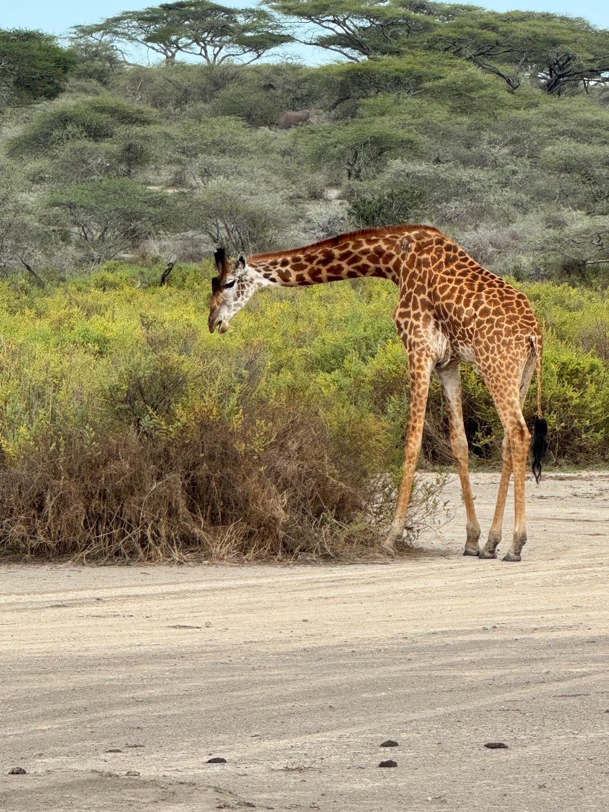 Wildtierbeobachtung auf der Pirschfahrt