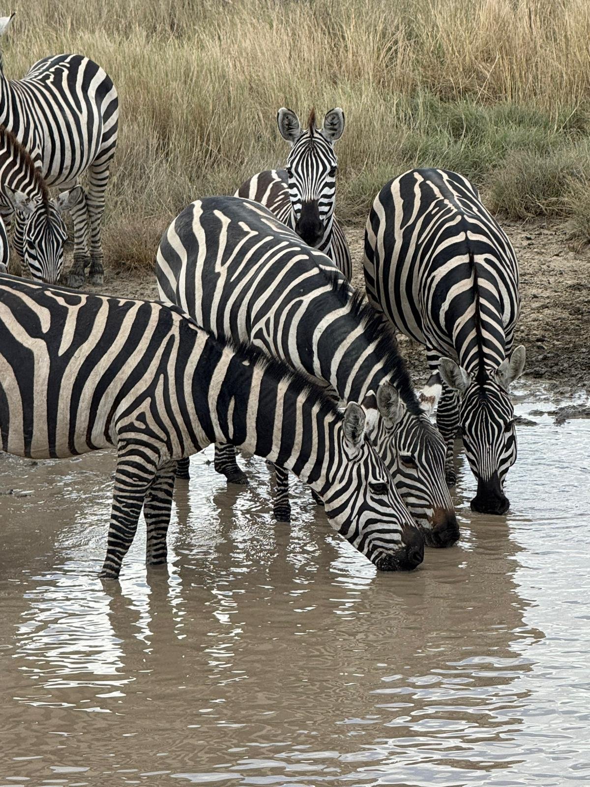Zebras am Wasserloch