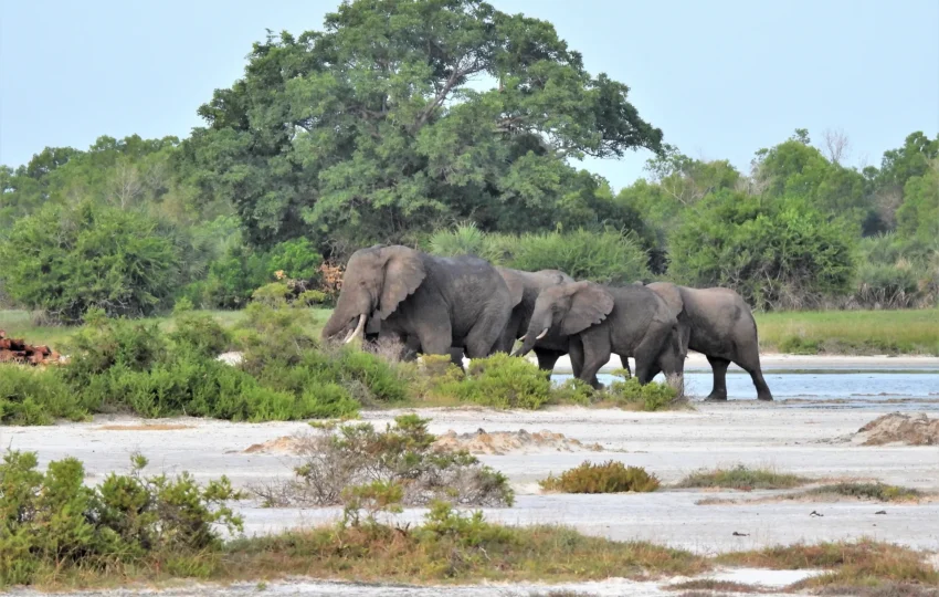 Saadan National Park 05